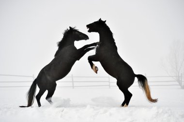 Güzel at kışın çalışan