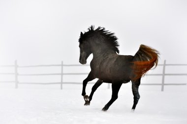 Güzel at kışın çalışan
