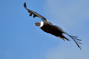 Andean Condor (Vultur gryphus) flying clipart
