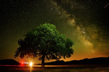 lonely tree on field under the night sky clipart