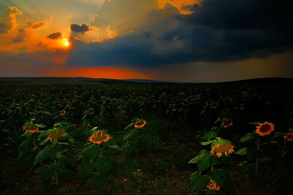 Paisaje con campos en verano al atardecer — Foto de Stock