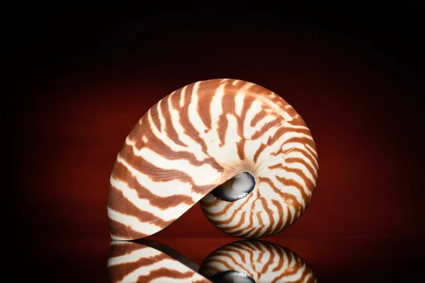 Nautilus shell isolated in studio — Stock Photo, Image