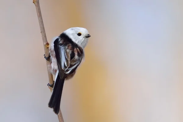 Teta de cola larga en hábitat natural (aegithalos caudatus ) —  Fotos de Stock