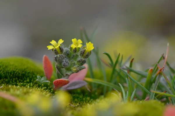 Fiori primaverili sul campo — Foto Stock