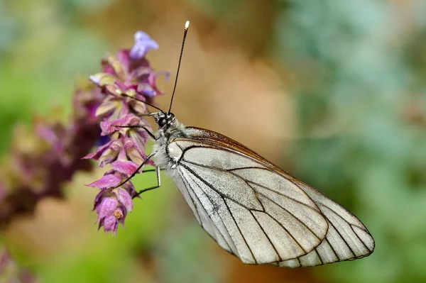 Butterfly in natural habitat (aporia crataegi) — Stock Photo, Image