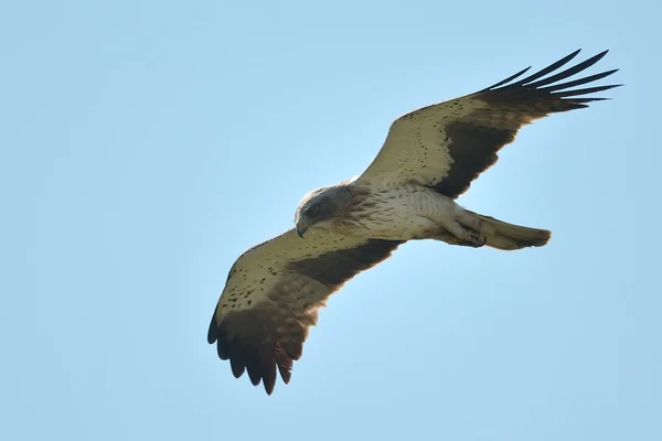 A Águia Bootada (Aquila pennata ) — Fotografia de Stock