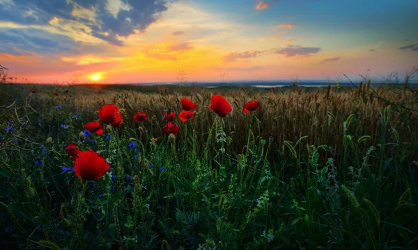 Krajina s kvetoucími poli v létě, Dobrogea, Rumunsko — Stock fotografie