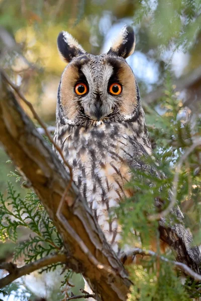 Long-eared owl (Asio otus) in the tree — Stock Photo, Image