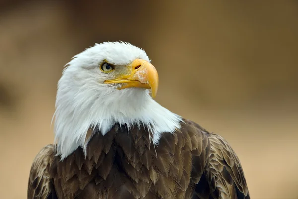 Портрет лысого орла (Haliaeetus leucocephalus) — стоковое фото