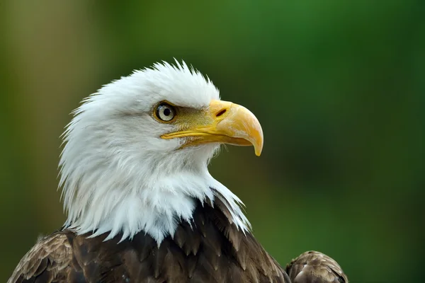 白頭ワシ (haliaeetus leucocephalus) の肖像画 — ストック写真