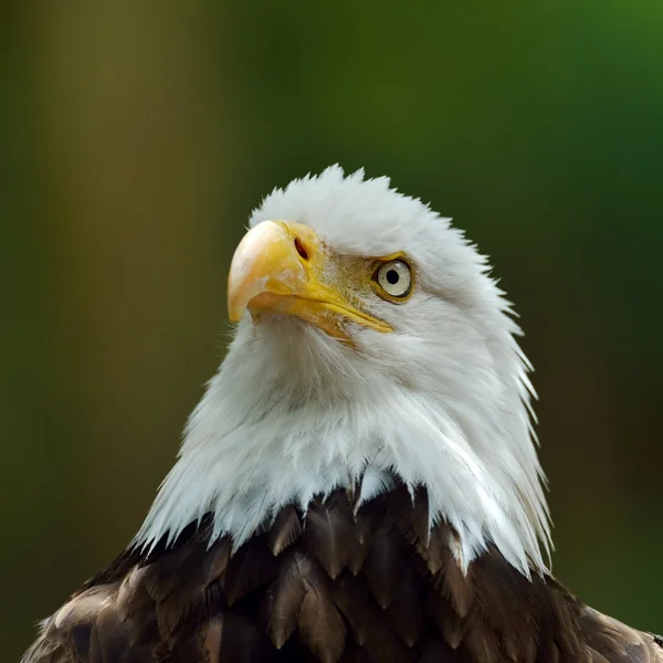 O retrato da Águia Calva (Haliaeetus leucocephalus) — Fotografia de Stock