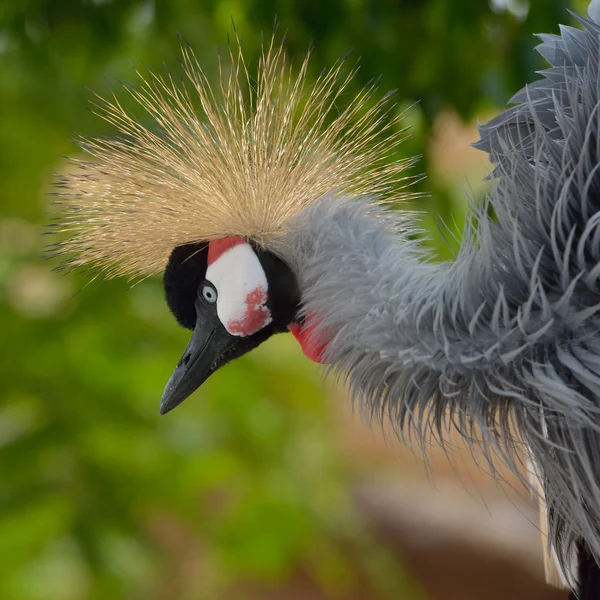 Gri vinç (balearica regulorum taç giydi.) — Stok fotoğraf