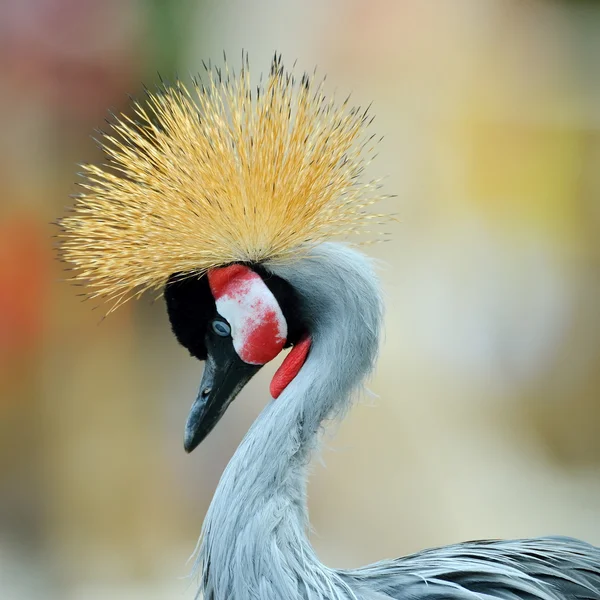 The Grey Crowned Crane (Balearica regulorum) — Stock Photo, Image