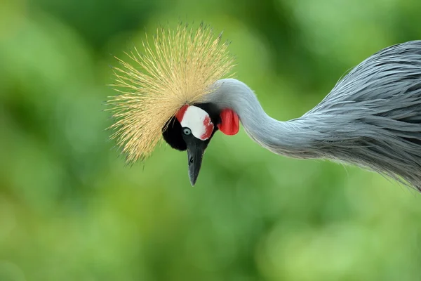 The Grey Crowned Crane (Balearica regulorum) — Stock Photo, Image