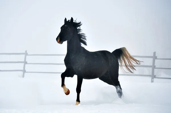 Beautiful horse running in winter — Stock Photo, Image