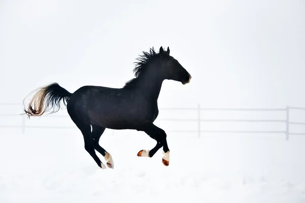 Krásné koně v zimě — Stock fotografie