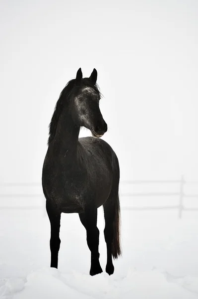 Belo cavalo correndo no inverno — Fotografia de Stock