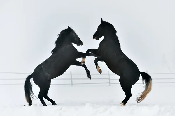 Güzel at kışın çalışan — Stok fotoğraf