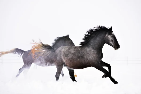 Gyönyörű ló fut télen — Stock Fotó