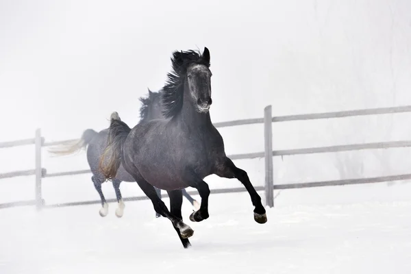 Gyönyörű ló fut télen — Stock Fotó