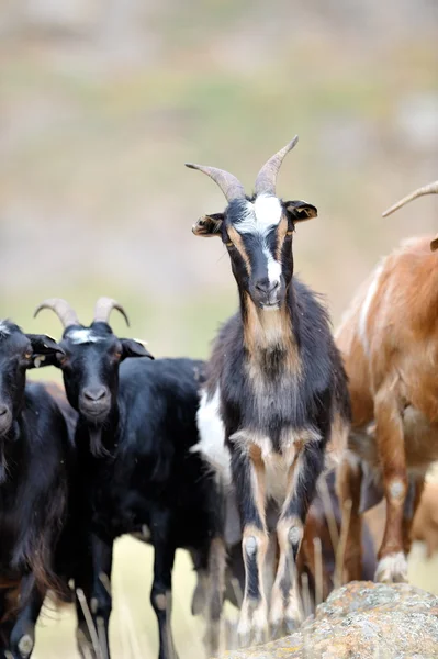 Hausziege im Frühjahr auf dem Feld — Stockfoto