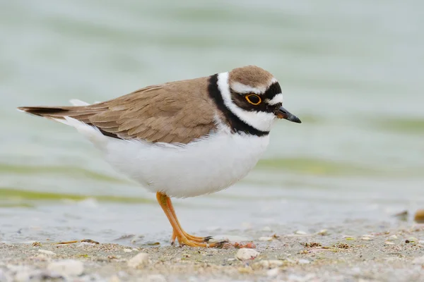 Küçük halkalı yağmurkuşu (charadrius dubius) — Stok fotoğraf