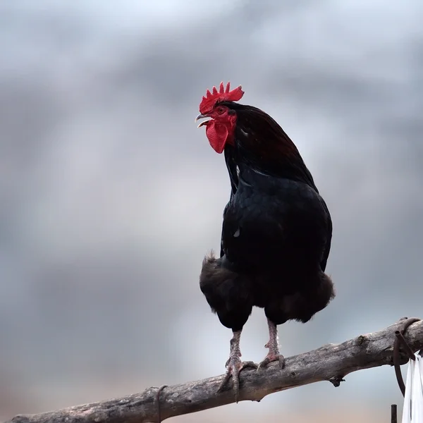 Penuh warna ayam jantan di luar ruangan pada musim semi — Stok Foto