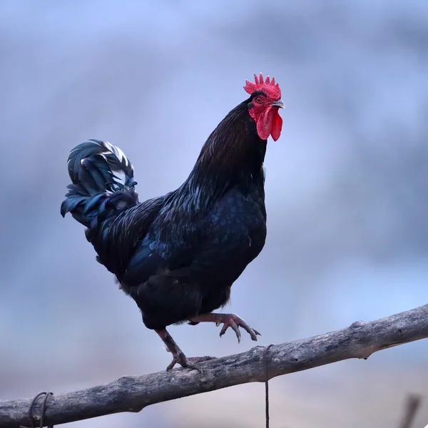 Penuh warna ayam jantan di luar ruangan pada musim semi — Stok Foto