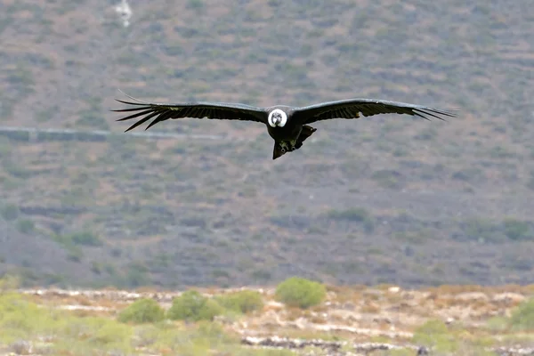 Анд Кондор (Vultur gryphus) летит — стоковое фото