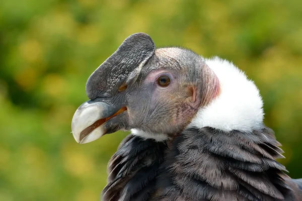 Andean condor (vultur gryphus) yakın çekim portre — Stok fotoğraf