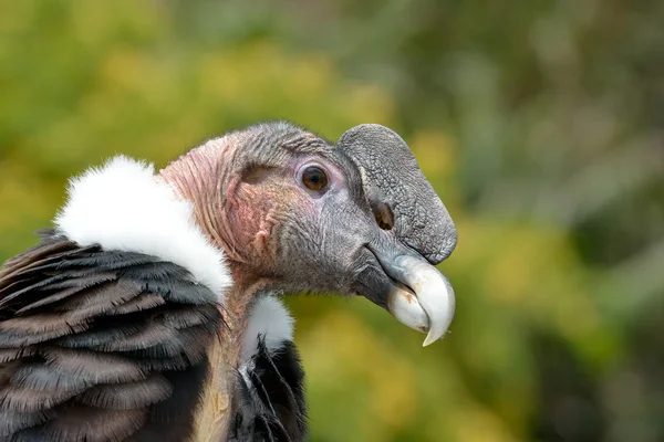 Retrato de primer plano del cóndor andino (Vultur gryphus) — Foto de Stock