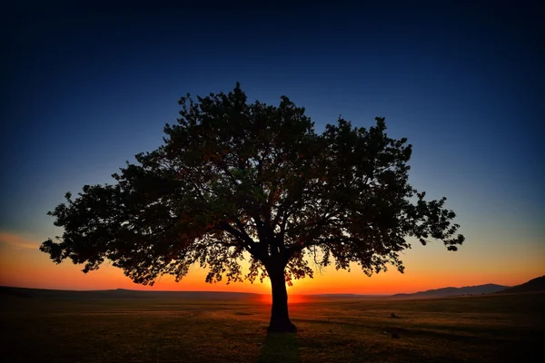 Lonely tree on field at dawn — Stock Photo, Image