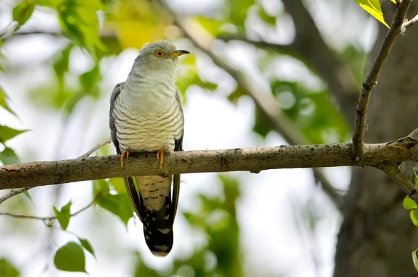 Gemensamma göken (Cuculus canorus) — Stockfoto