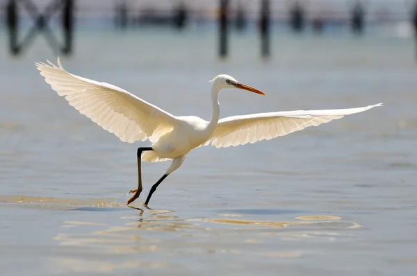白鷺 (egretta garzetta を飛んで) — ストック写真