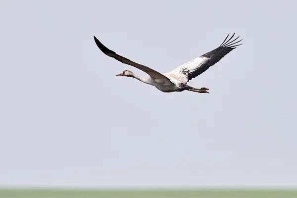 Common crane in natural habitat (grus grus) — Stock Photo, Image