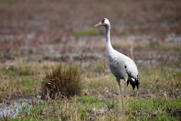 W naturalnym środowisku Żuraw (grus grus) — Zdjęcie stockowe