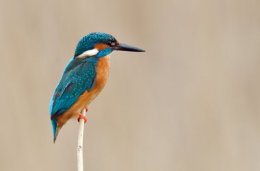 Kingfisher (Alcedo burada)