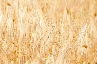 Altın tahıl alan portre