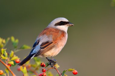 Kızıl sırtlı örümcek kuşu (lanius collurio)