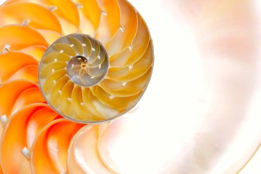 Beyaz arka plan üzerinde izole nautilus kabuğu