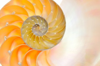 Beyaz arka plan üzerinde izole nautilus kabuğu