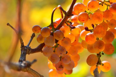 Beyaz sonbaharda bağ üzüm olgunlaştırmak