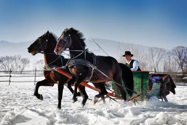 Hombre con trineo tirado por caballos — Foto de Stock