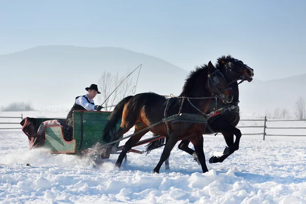 Man with sledge pulled by horses — Stock Photo, Image