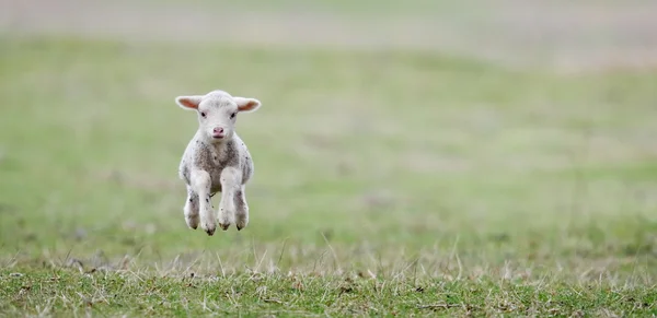 Niedliche Lämmer auf dem Feld im Frühling — Stockfoto