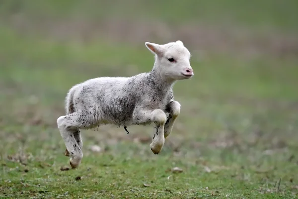 春の野にかわいい子羊 — ストック写真