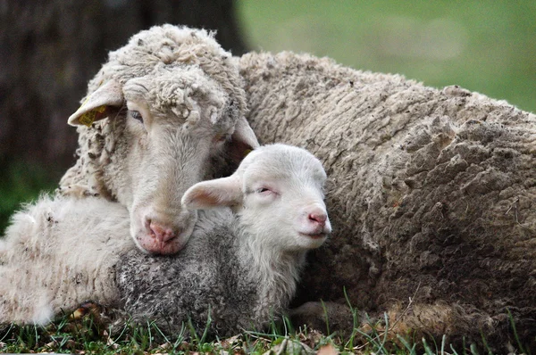 Cute lambs on field in spring — Stock Photo, Image