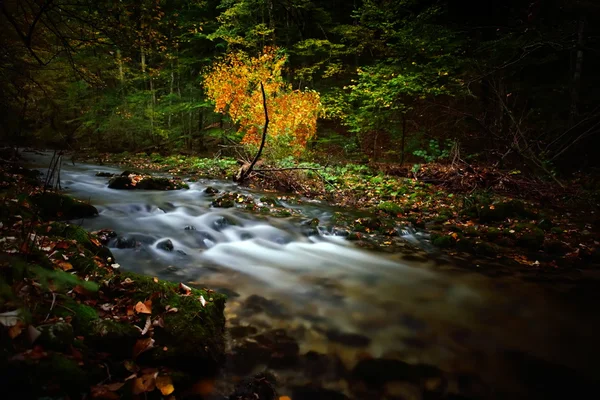 Gebirgsfluss im Wald — Stockfoto