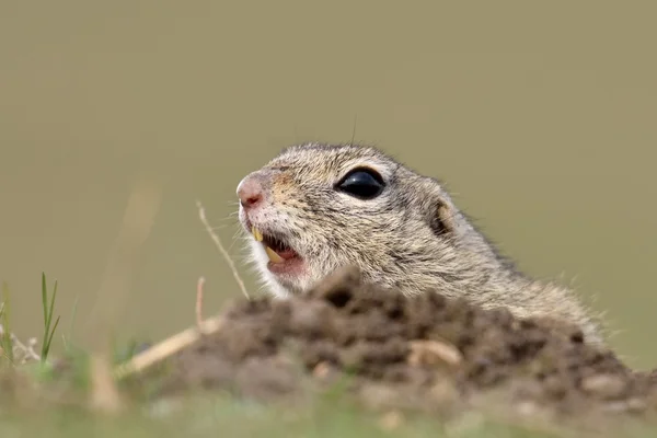 Cute European ground squirrel on field (Spermophilus citellus) — Stock Photo, Image