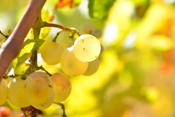 Bílých hroznů ve vinici na podzim — Stock fotografie